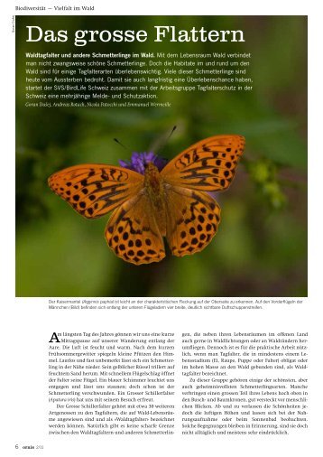 Das grosse Flattern. Waldtagfalter und andere Schmetterlinge im Wald