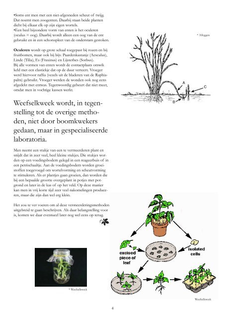 Bomen en struiken vermeerderen - Arboretum Oudenbosch
