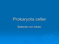 Prokaryota celler - Nvb10