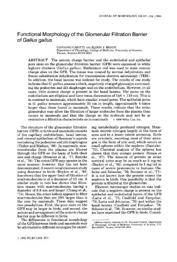 Functional morphology of the glomerular filtration barrier of Gallus ...