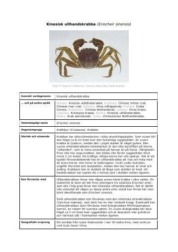 Kinesisk ullhandskrabba (Eriocheir sinensis) - Viss