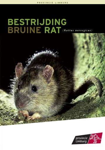 bestrijding bruine rat - Provincie Limburg