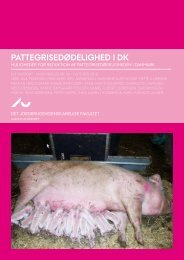 Rapport om pattegrisedødelighed - Dyrenes Beskyttelse