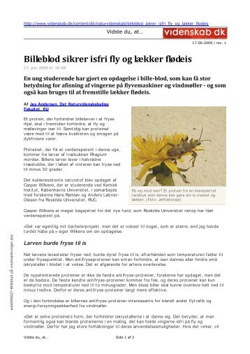 Billeblod sikrer isfri fly og lækker flødeis - DLBR