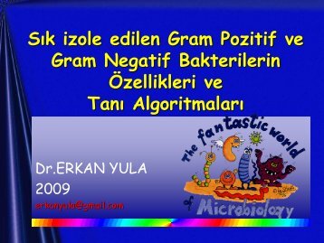 Gram pozitif koklar