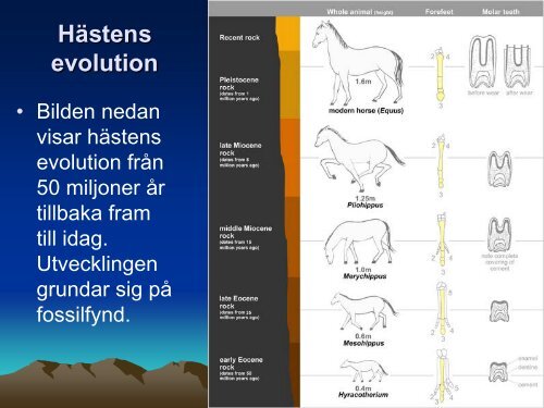 Ladda ner (PDF) - NVB10