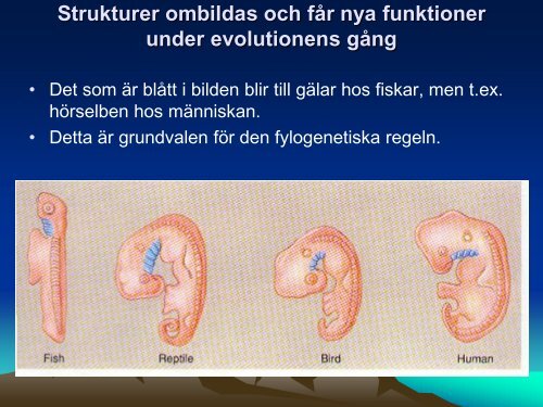 Ladda ner (PDF) - NVB10