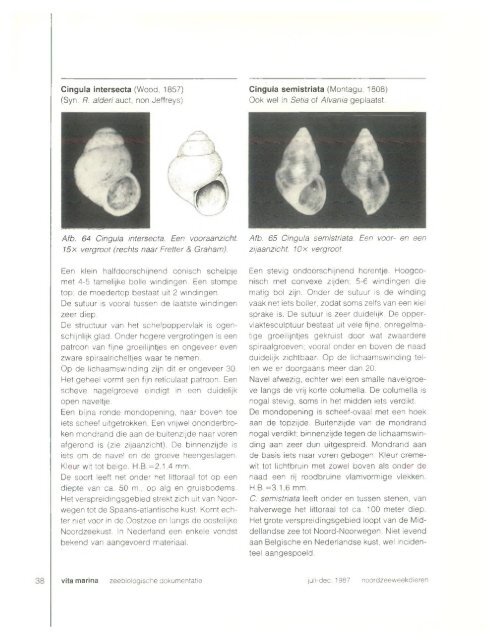 Noordzee-weekdieren: Gastropoda - Strandvondsten