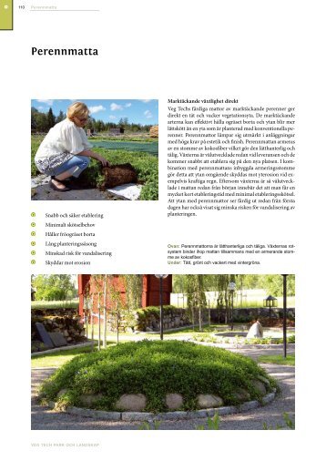 Perennmatta - Veg Tech