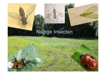 presentatie over nuttige insecten in akkerranden - SVAL