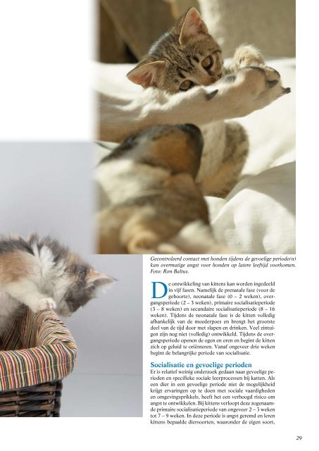 Socialisatie en opvoeding van katten - Kattengedragstherapeut ...