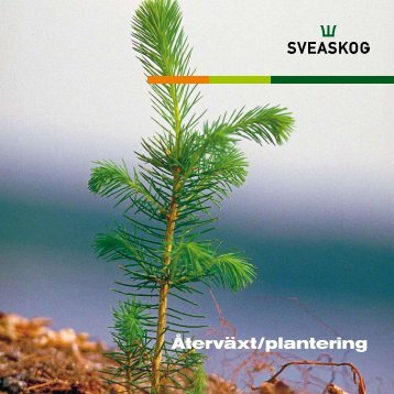 Broschyr: Återväxt/plantering - Sveaskog