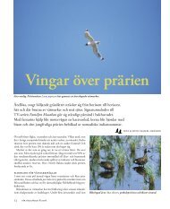 Vingar över prärien