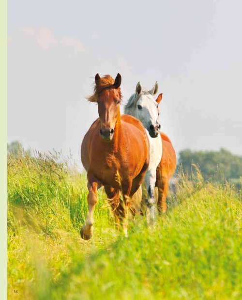 Welzijn Paarden - Wageningen UR E-depot