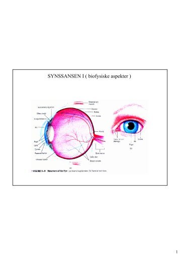 SYNSSANSEN I ( biofysiske aspekter )