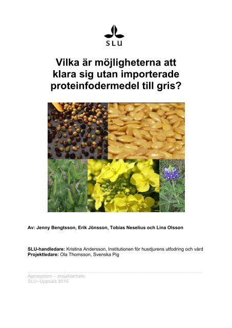 Inhemska proteinfodermedel till gris - Svenska Pig