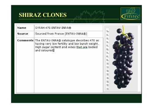 Shiraz Clone - shiraz sa - home