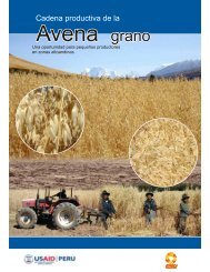 Cadena productiva de la avena grano - CARE Perú