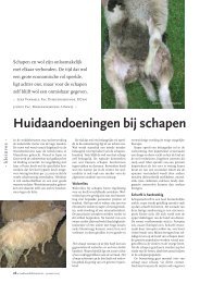 Huidaandoeningen bij schapen