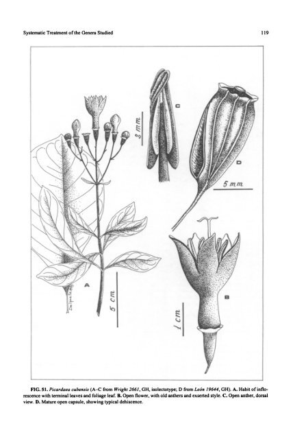 Rondeletieae (Rubiaceae): Part I (Rustia, Tresanthera ... - CNCFlora