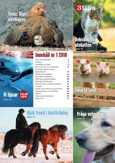 Djurens Intelligens - Djurskyddet Sverige