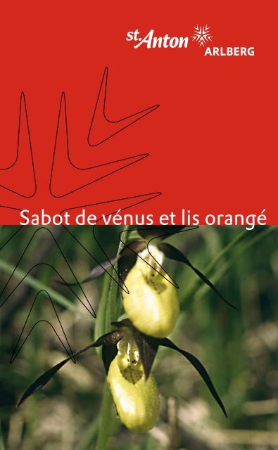 Sabot de vénus et lis orangé