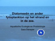 Diatomeeën en andere fytoplankton op het ... - Strandwerkgroep
