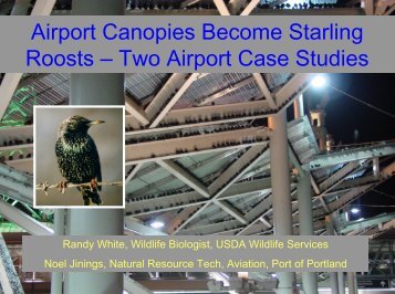 Airport Canopies Become Starling Roosts – Two Airport Case Studies