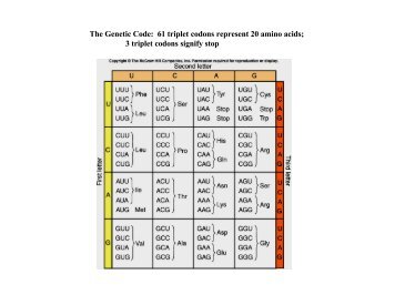 The Genetic Code: 61 triplet codons represent 20 amino acids; 3 ...