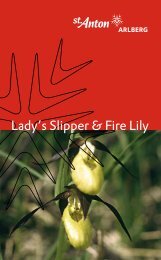 Lady's Slipper & Fire Lily