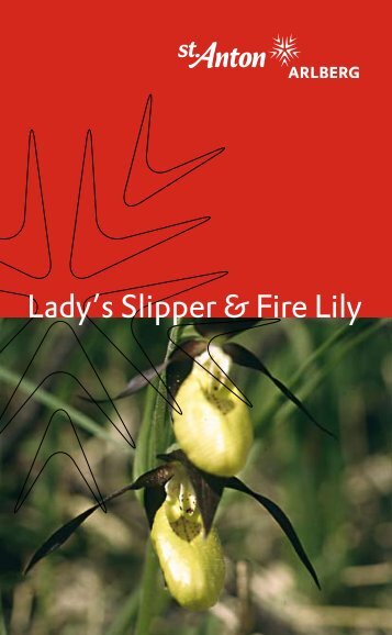 Lady's Slipper & Fire Lily