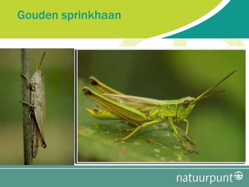 download presentatie: pdf - 4,8 MB - Natuurpunt Velpe-Mene