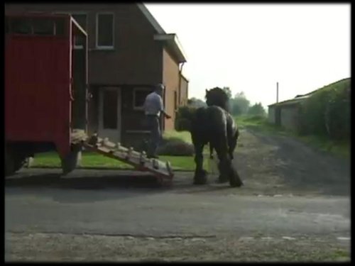 Presentatie Peter Daels - Vlaams Paardenloket