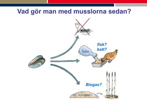 Skörd av alger och musslor.pdf - Regionförbundet i Kalmar län