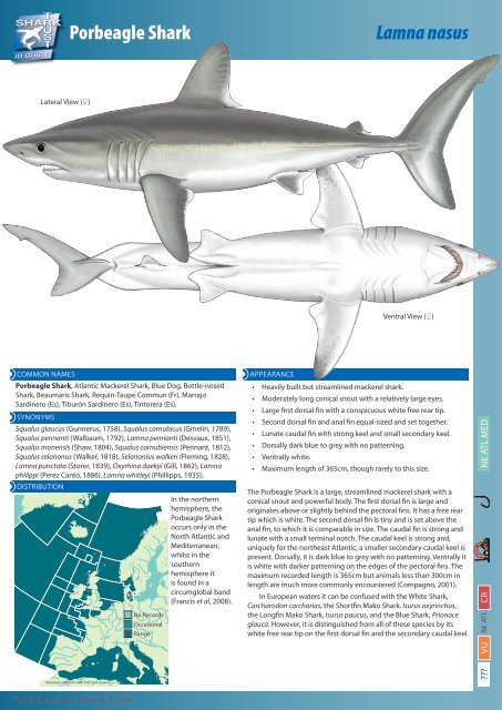 Porbeagle Shark Lamna nasus - The Shark Trust