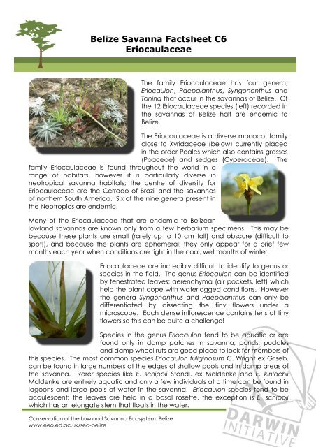 Belize Savanna Factsheet C6 Eriocaulaceae
