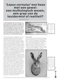 Lepus cornutus - dr Erwin JO Kompanje