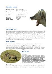 Gevlekte hyena - NVD Dierentuinen