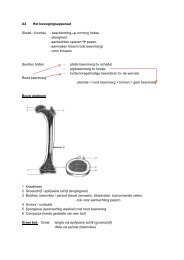 A4 Het bewegingsapparaat Skelet : functies ... - ROC ASA OZW