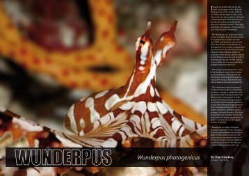 Wunderpus photogenicus - UltraMarine Magazine