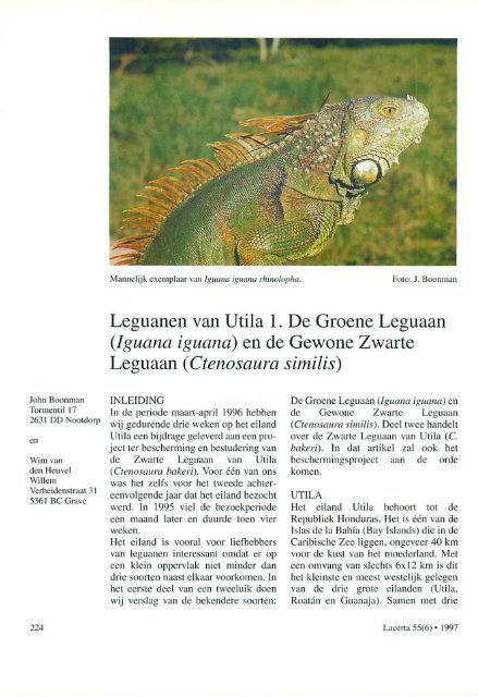 Leguanen van Utila 1. De Groene Leguaan (Iguana ... - Lacerta