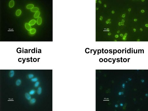 Vatten och miljömikrobiologi på SMI