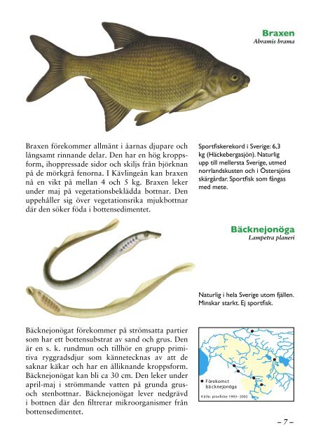 Fiskar och fiske i Lunds kommun - Höje å vattenråd