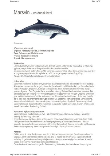 Marsvin - en dansk hval - Fokus på Hvaler i Danmark