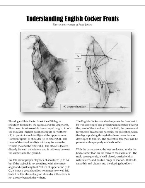 Understanding the Front Assembly - English Cocker Spaniel Club of ...