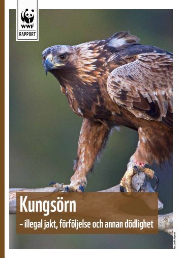 Läs PDF