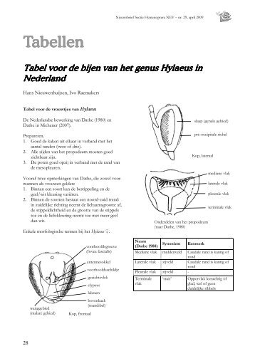 Tabel maskerbijen - Zoekkaart voor wilde bijen