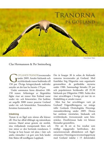 Tranorna på Gotland 2009 - Gotlands Ornitologiska Förening