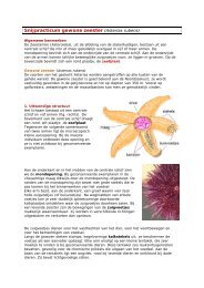 Practicum Zeester - Biologiepagina