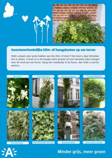 Sierlijke klimplanten ( pdf , 2.13 MB) - EcoHuis Antwerpen - Stad ...